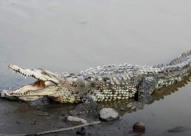 Cocodrilos en las playas de México: Estas son donde se ha observado su presencia