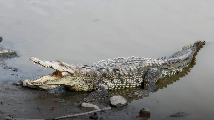 Cocodrilos en las playas de México: Estas son donde se ha observado su presencia Cocodrilos en las playas de México: Estas son donde se ha observado su presencia