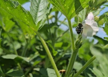 Ajonjolí florece en el Valle del Yaqui