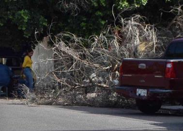 Sigue caída de árboles en colonias de Ciudad Obregón