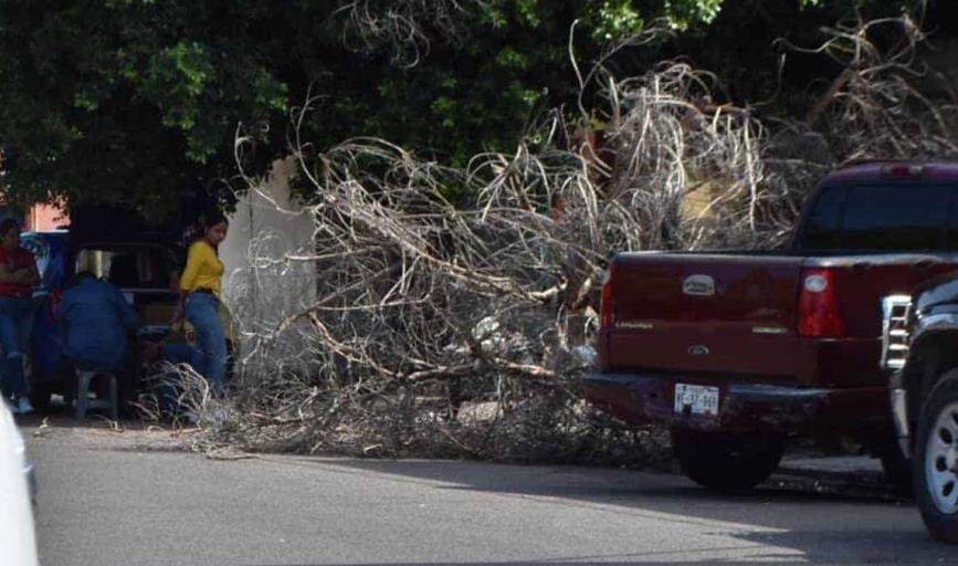 Sigue caída de árboles en colonias de Ciudad Obregón