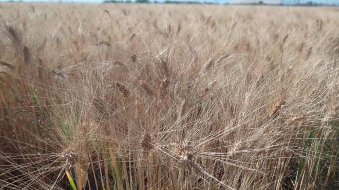 Trigueros del Valle del Mayo siguen con problemas Trigueros del Valle del Mayo siguen con problemas