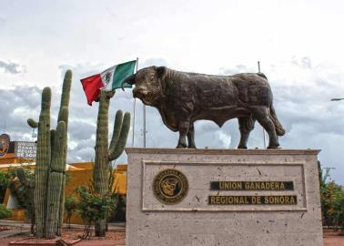 Apoyan Ganaderas a ganado delgado al sur de Sonora