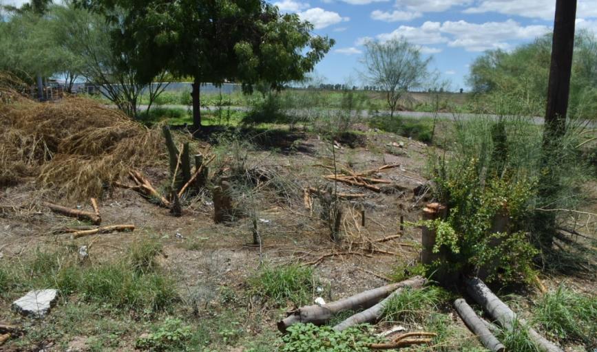 CFE acepta responsabilidad en ecocidio en Cajeme; piden que Profepa resarza los daños