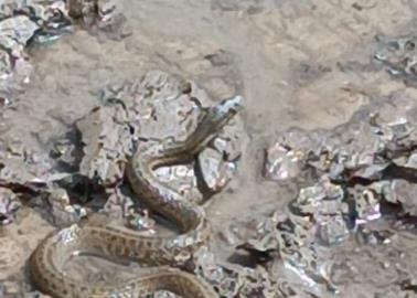 En Navojoa afloran animales ponzoñosos tras las lluvias