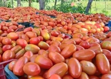 Productores de tomate de Sonora exportan más de 300 mil toneladas a Estados Unidos 