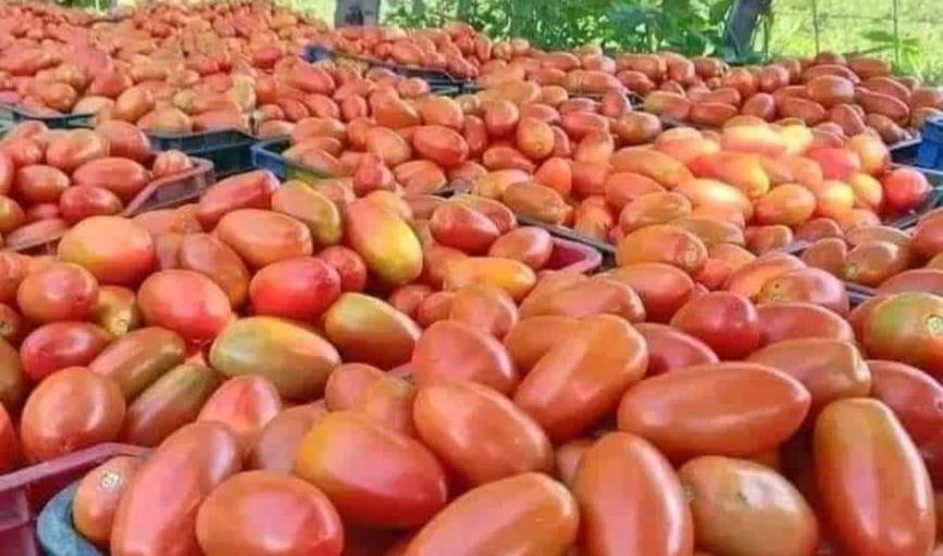 Productores de tomate de Sonora exportan más de 300 mil toneladas a Estados Unidos 