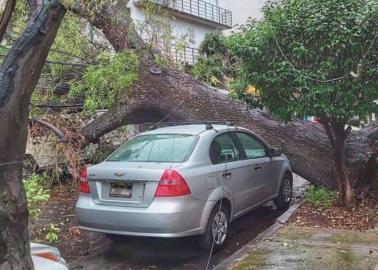 CFE: Así puedes reportar la caída de un árbol o si se va la luz en esta temporada de lluvias