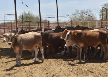 Ganaderos del Valle del Yaqui libres de abigeato