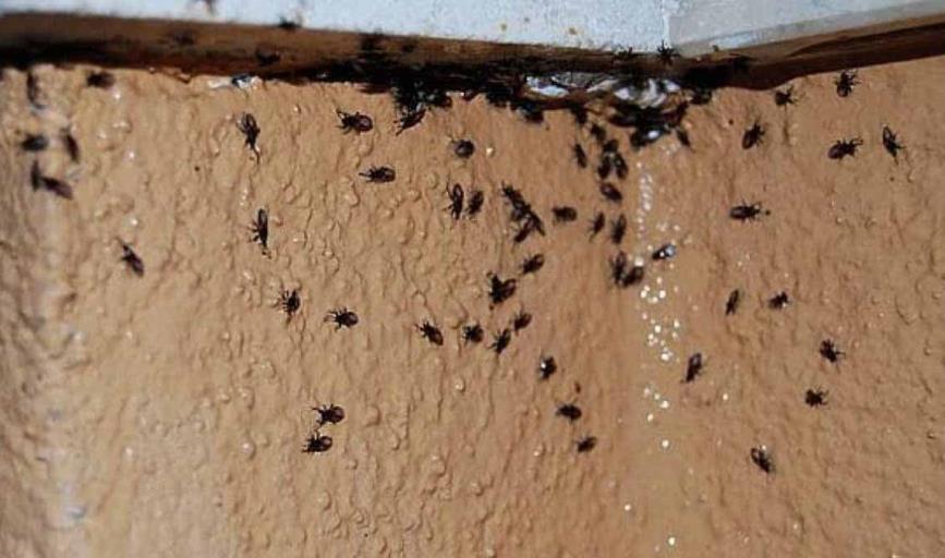 ¿Te sientes invadido por las moscas? Con estos remedios caseros puedes deshacerte de ellas de inmediato