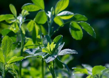 Descubre los beneficios de la alfalfa para la salud