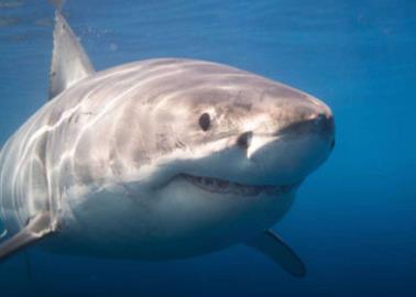 VIDEO | Decenas de tiburones fueron captados cerca de Sonora 