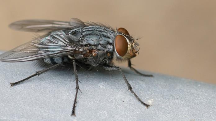 Así puedes hacer tu propio insecticida casero para acabar con las moscas Así puedes hacer tu propio insecticida casero para acabar con las moscas