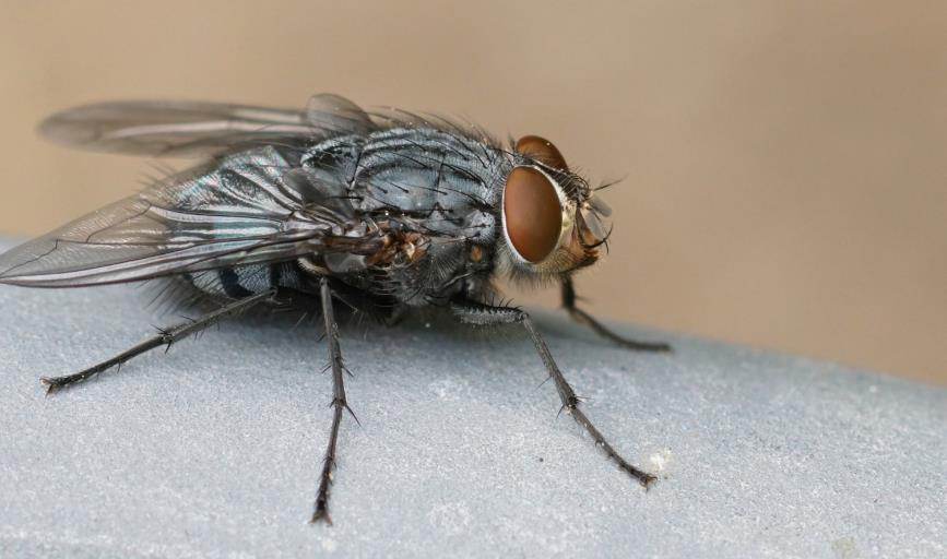 Así puedes hacer tu propio insecticida casero para acabar con las moscas