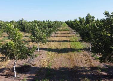 Libres de plagas los árboles de nogal en el Valle del Yaqui: JLSV