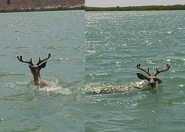 Venado disfruta de las vacaciones de verano; lo captan nadando en playa de Sonora