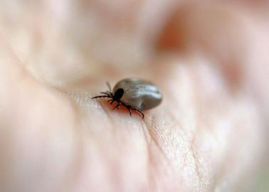 ¡Cuidado con las garrapatas! De esta manera puedes evitar que entren a tu casa