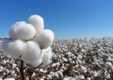 Quedan las últimas cosechas de algodón