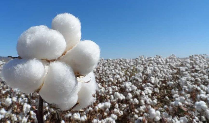 Quedan las últimas cosechas de algodón