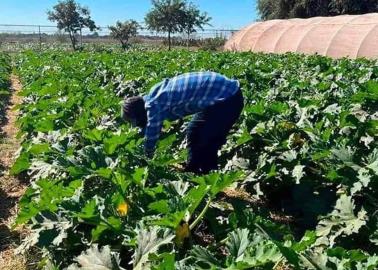 Quieren trabajo permanente para jornaleros del Valle del Yaqui