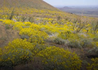 Este sitio de Sonora es considerado Patrimonio Mundial de México