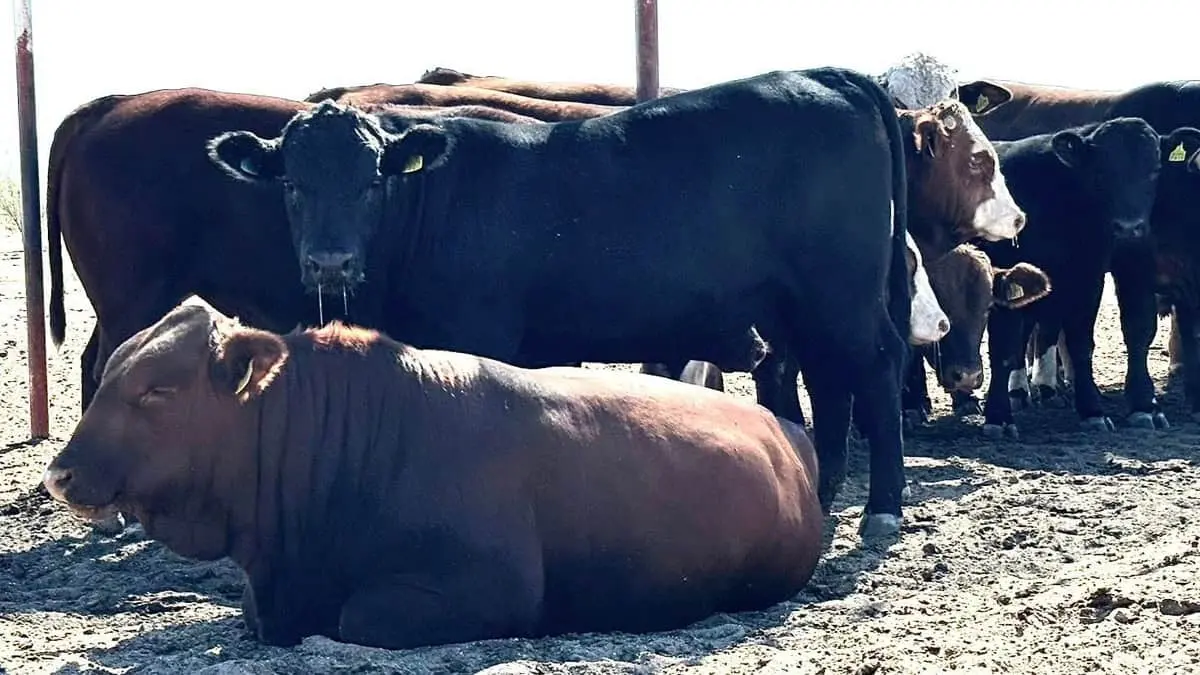 Asociaciones ganaderas sin adeudo de Sonora serán retribuidas con un toro