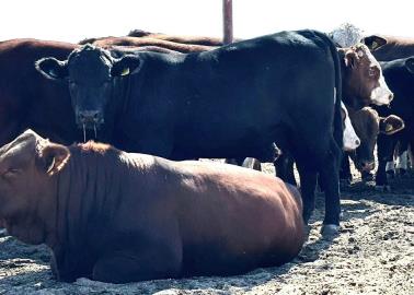 Asociaciones ganaderas sin adeudo de Sonora serán retribuidas con un toro