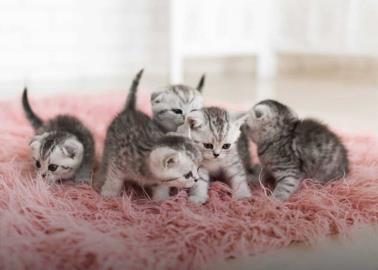 ¿Por qué algunas gatas se comen a sus crías al nacer?