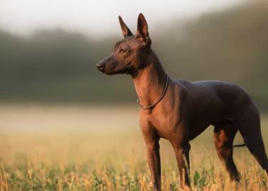 Conoce la raza de perros mexicanos y sus principales características