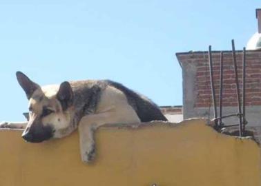 ¿Tienes a tu perro en la azotea? Esta es la multa que tendrías que pagar