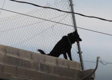 ¿Te pueden multar por tener a tu perro en la azotea de tu casa?