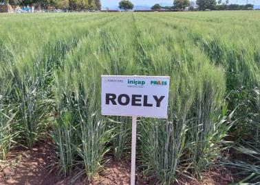 Nueva variedad de trigo mejorará rendimientos en el sur de Sonora: Ceneb