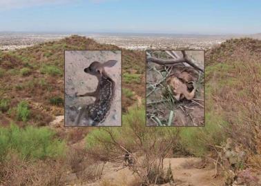 Hermosillo: ¿Por qué piden cerrar el acceso al Cerro del Bachoco?