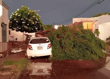 Lluvia derriba en Cajeme 23 árboles: PC