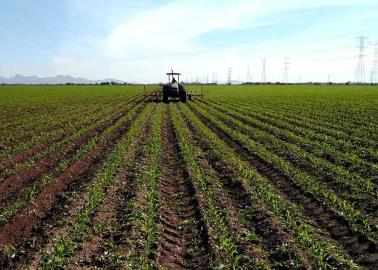 Productores del Valle del Yaqui dicen "adiós" a los segundos cultivos