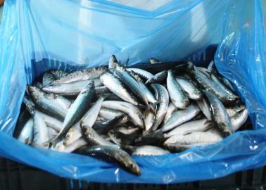 De forma sustentable se captura la sardina en Sonora: Regino Angulo