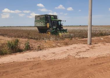 Cae rendimiento de algodón en el Valle del Yaqui