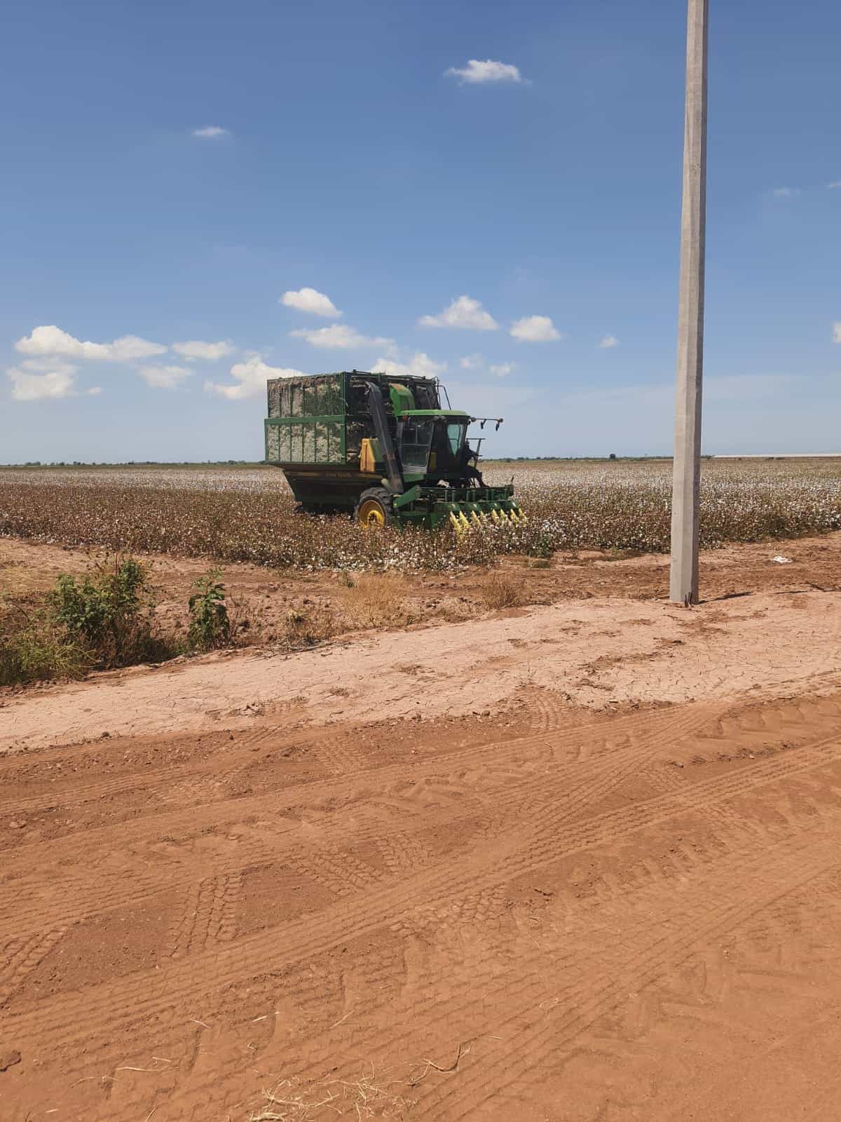 Cae rendimiento de algodón en el Valle del Yaqui