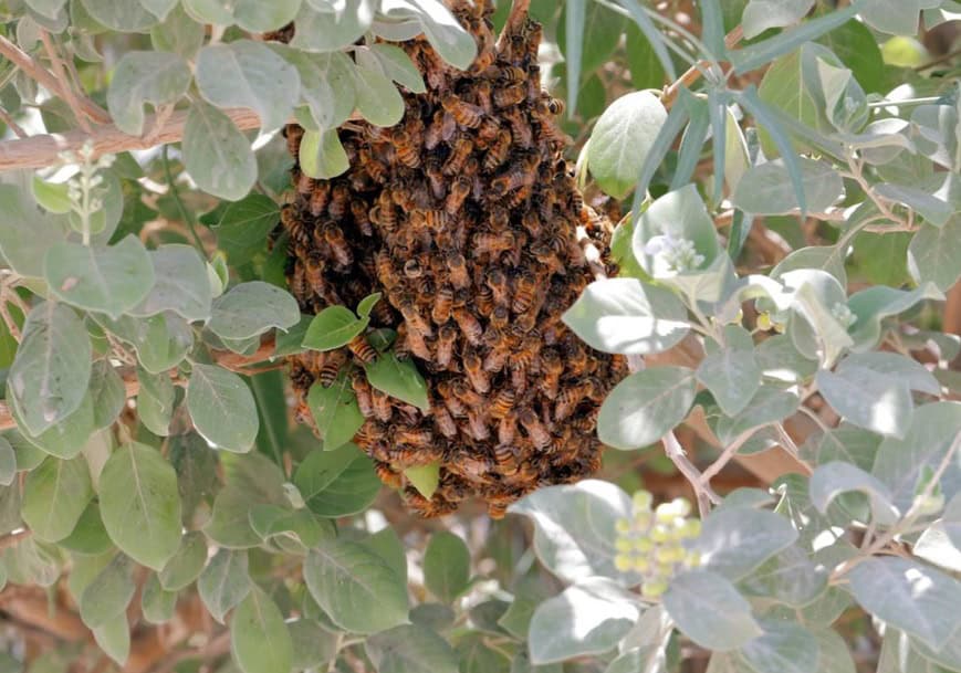 Enseñan cómo tratar a las abejas ante ataques en el sur de Sonora 