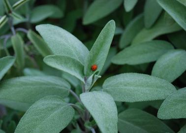 Esta es la planta que ayuda a mejorar la memoria y a controlar el azúcar en la sangre