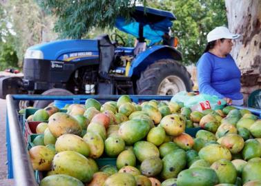 Mango registra buen rendimiento en el Valle del Yaqui