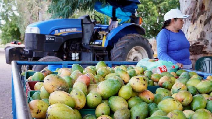 Mango registra buen rendimiento en el Valle del Yaqui Mango registra buen rendimiento en el Valle del Yaqui