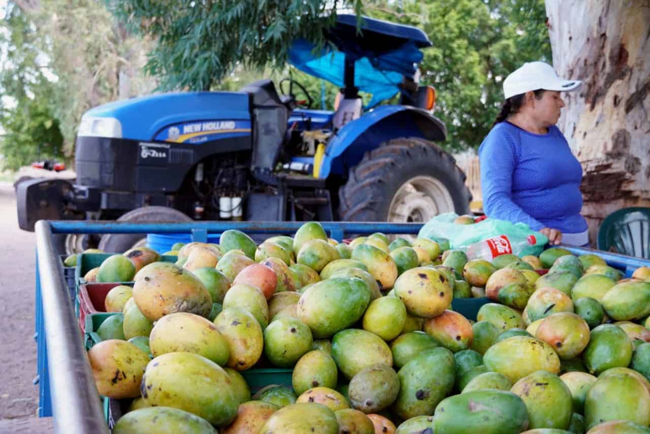 Mango registra buen rendimiento en el Valle del Yaqui