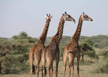 Salida de fin de semana: Visita el centro ecológico "La Jungla" para interactuar con animales