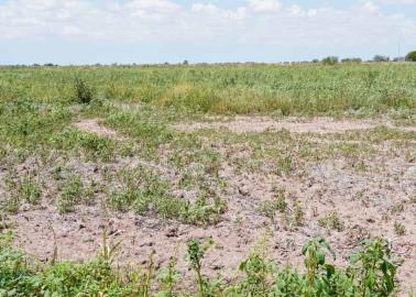 Sequía paraliza al sector agrícola del Valle del Yaqui