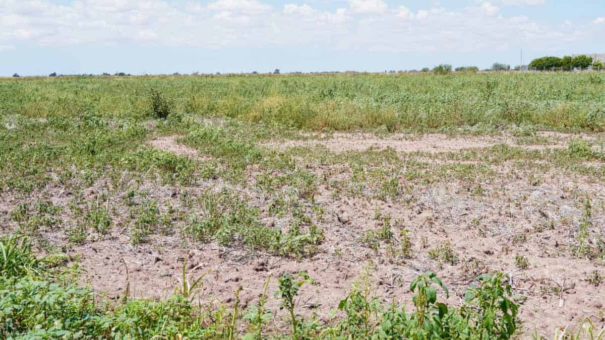 Sequía paraliza al sector agrícola del Valle del Yaqui