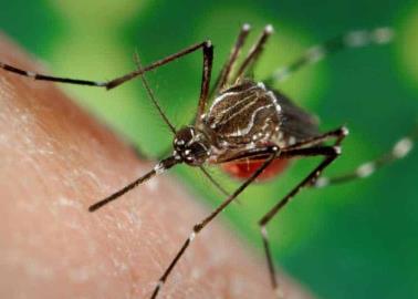 Hombre muere en EU tras picadura de mosquito; se infectó de encefalitis equina oriental