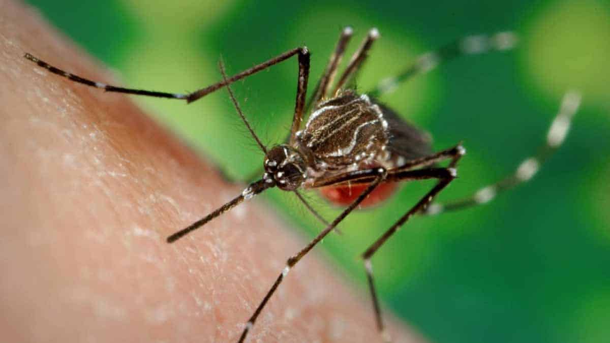 Hombre muere en EU tras picadura de mosquito; se infectó de encefalitis equina oriental