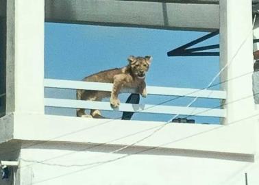 Felino sorprende a vecinos de la colonia Los Nogales en San Juan del Río