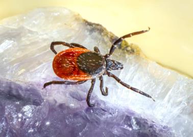 ¿Por qué hay garrapatas en la playa? Esto es lo que se sabe